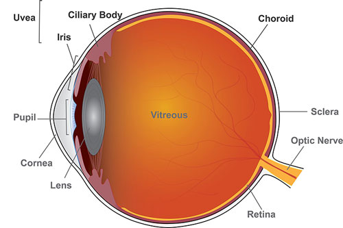 uveitis-anatomy